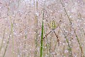wespspin (argiope bruennichi) 7-2014 0186